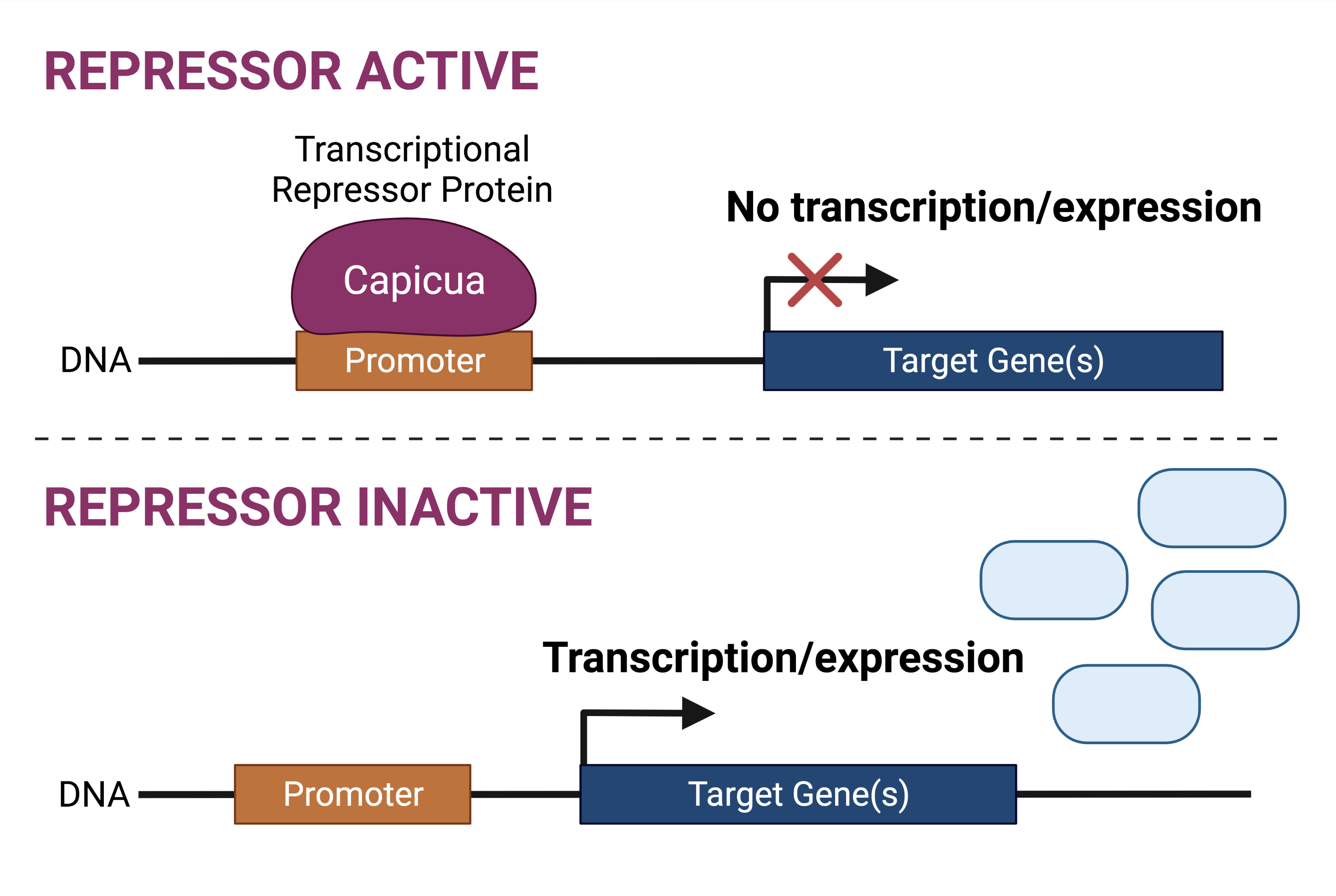 Characterizing transcriptional repressor protein Capicua (CIC) function